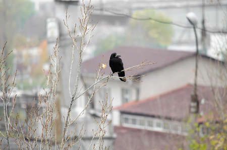 Black bird sits on a tree branch alone in cloudy weatherの写真素材