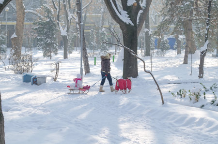 Mother with a child on a sled with a dog in clothes walking in the morning in winter on the snow in...