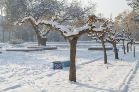 Winter snowy landscape, trees, benches and square covered with snow in the morningの写真素材