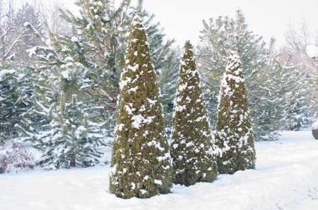 Three green Christmas trees covered with snow in winter, against the background of pine trees