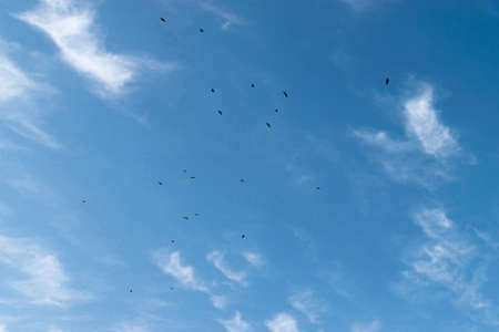 Flock of black birds flies in the blue sky against a background of white cloudsの写真素材