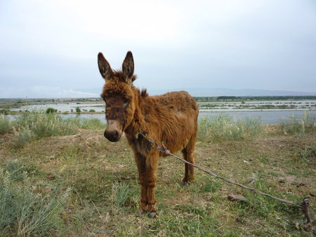Young brown donkey is tied up in a meadow near the lakeの写真素材