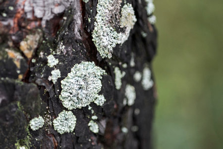 A close-up of a hypogymnia lichen growing on the bark of a tree trunk in a forest with a blurred background.の写真素材