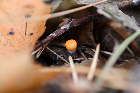 A very small orange mushroom growing in the litter of a pine forest among branches, leaves and needles, macro shot with blurred foreground.の写真素材