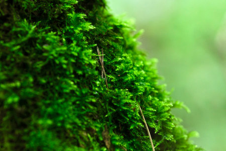 Beautiful bright green moss growing vertically on a tree in the forest after rain with pine needles. Macro shot with blurry background.の写真素材