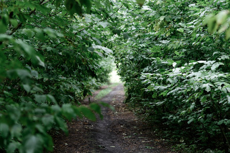 Path in the summer forest among bushes and small treesの写真素材