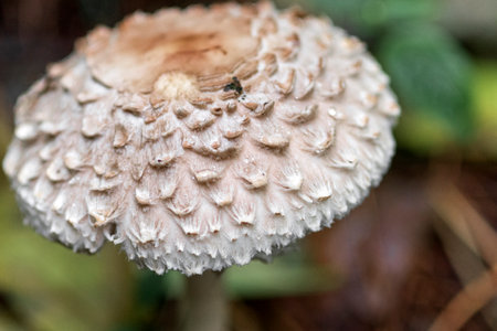 Umbrella mushroom (Leucoagaricus nympharum) in a pine forest, close-up