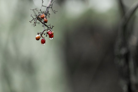 Rowan branch with several red berries in the rain with falling drops. Macro shot with blurry background, dreary mood.の写真素材