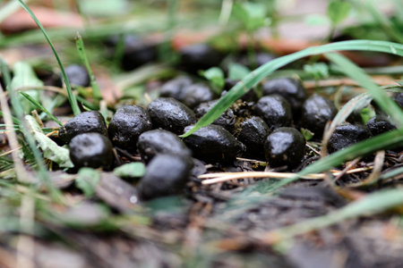 Wild animal feces on the grass in the forest, close-upの写真素材