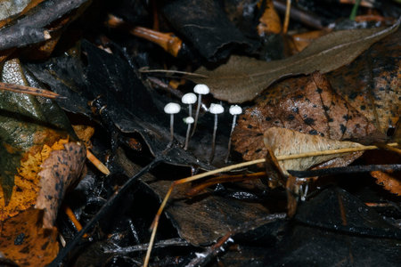 Very small white mushrooms grow in the autumn forest after rain on fallen leaves. Macro shot.の写真素材
