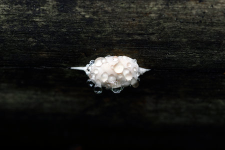 Beige tree mushroom in the forest after rain, covered with large drops. Macro shot.の写真素材