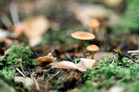Brown small mushrooms in a pine forest after rain among moss, foliage and pine needles. Macro shot with blurry background.の写真素材