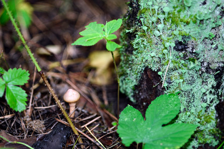Lichen Cladonia deformis grows on a tree in the forest, a small mushroom grows nearby, close-up, macro shotの写真素材