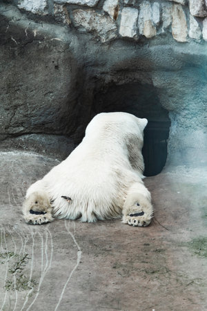 A large polar bear lies in front of the cave, rear view.の写真素材
