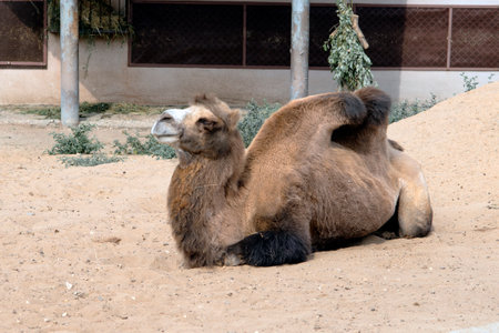 Big camel in the sand, closeup.の写真素材