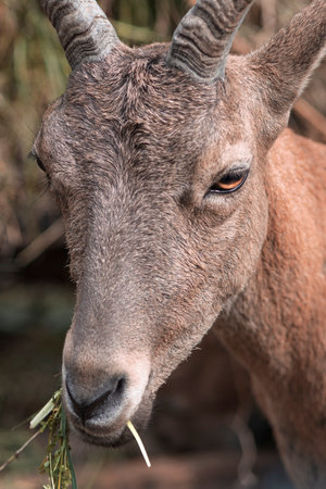 Wild goat chewing hay, portrait, close-upの写真素材