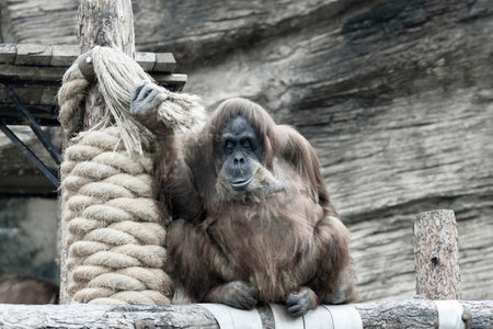 Big orangutan holding on to a rope, portrait.の写真素材