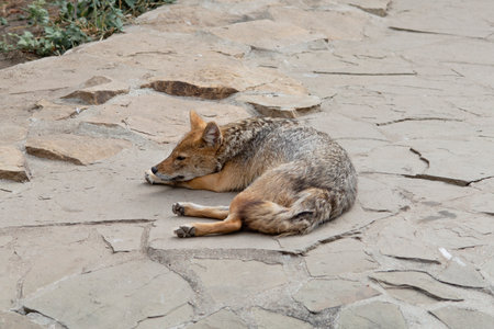 A jackal lies on stone ground, close-up.の写真素材