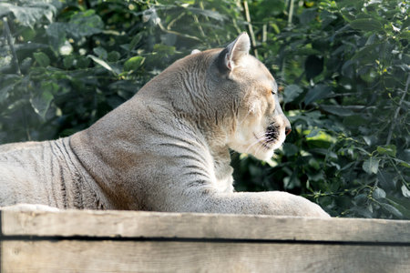 Photo of a cougar in profile in the sun, close-up