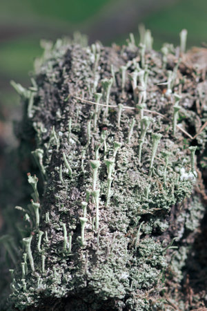 Beautiful lichen cladonia deformis on a tree bark in a forest, macro shot with blurry background.