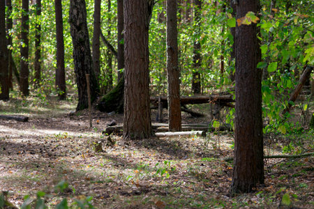 Trees, bushes and fallen cones in the autumn forest.