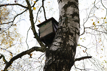 Wooden box on a birch in the autumn forest, a beehive for wild bees.の写真素材