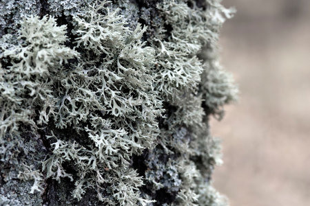 Evernia prunastri gray lichen on a tree trunk, macro shot with blurry background.の写真素材