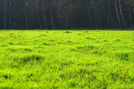 Beautiful bright green field on a background of autumn forest.の写真素材