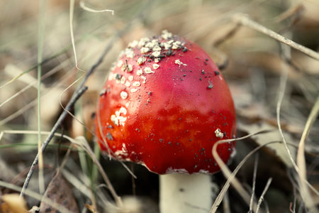 Red fly agaric with white spots in the autumn forest among the foliage, macro shot with blurry...