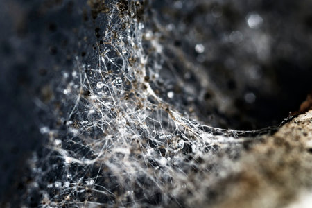 Threads of white mold, like a spider web, with drops of water. A macro with a blurred dark background.の写真素材