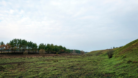 Natural landscape, forests and fields. Fresh green grass grows on burnt-out fields in spring.
