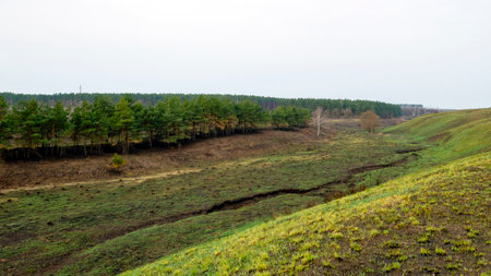 Natural landscape, forests and fields. Fresh green grass grows on burnt-out fields in spring.の写真素材