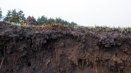 Countryside dirt road rising on a hill, natural landscape. Young green grass grows on a burnt-out field.の写真素材