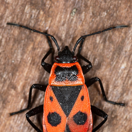 Pyrrhocoris apterus on woodden