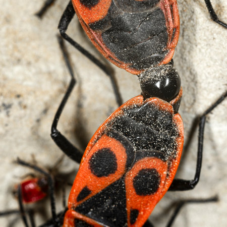 Mating pyrrhocoris apterus isolated on the sand