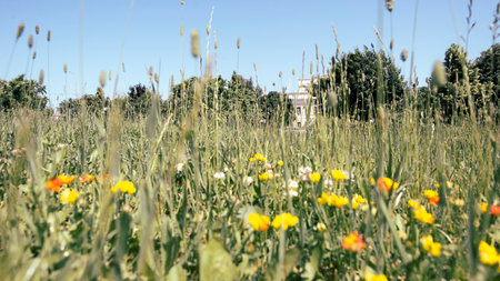 Flowers and meadow herbs in summer on a sunny day in the city park.の写真素材
