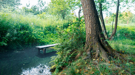 Wood against the background of a pond with a wooden berth, nature.の写真素材