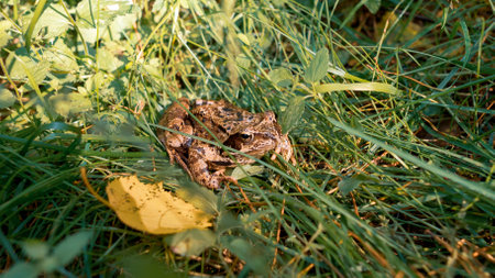 A big toad warms up on a sunny day among the grass in nature.の写真素材