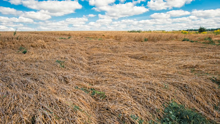 Wheat field in autumn, squashed ears of wheat and white clouds in the blue sky, landscape.
