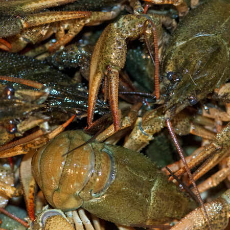 A lot of live crayfish with clawsの写真素材