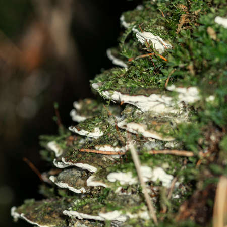 Lots of woody Polypores mushrooms growing in the form of a ladder in the forest and covered with various mosses, macroの写真素材