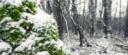 Bright green moss covered with snow in the forest, close-upの写真素材