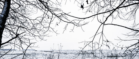 View of a snow-covered field from the edge of the forest, black silhouettes of branches, a winter landscapeの写真素材
