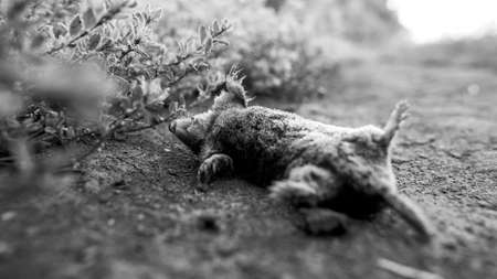 A dead mole, black and white photo.の写真素材