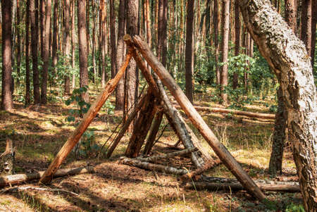 Destroyed log shelter in a pine forest in summer