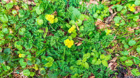 Sprouts of various green grasses and yellow flowers of Chrisosplenium alternifolium in a spring...