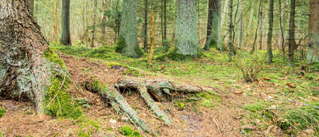 Large old tree roots overgrown with moss and lichens in an old forestの写真素材
