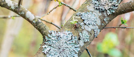 Lichen Parmelia sulcata on tree bark with young green spring shoots
