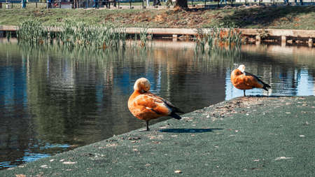 Two ruddy shelduck on the bank of a pond in the cityの写真素材