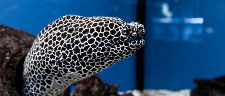 Gymnothorax favagineus or laced moray fish swimming out of its hiding placeの写真素材
